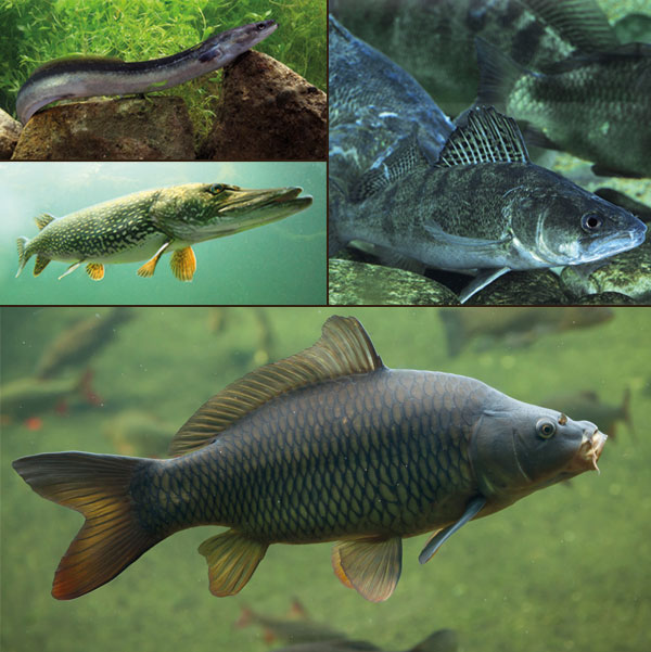 Fische im Fängersee
